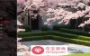 【亚洲SLG汉化2D】怪异的星期五 Freaky Friday V0.5 汉化版【PC+安卓670M】